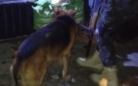 أبين.. إدارة مكافحة المخدرات تنفذ حملة تفتيش ميدانية وتفعّل وحدة الكلاب البوليسية في مداخل المحافظة