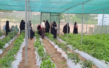 مشروع البيوت الزراعية يمكن 152 أسرة في طور الباحة من إنتاج الخضروات وتحسين سبل العيش
