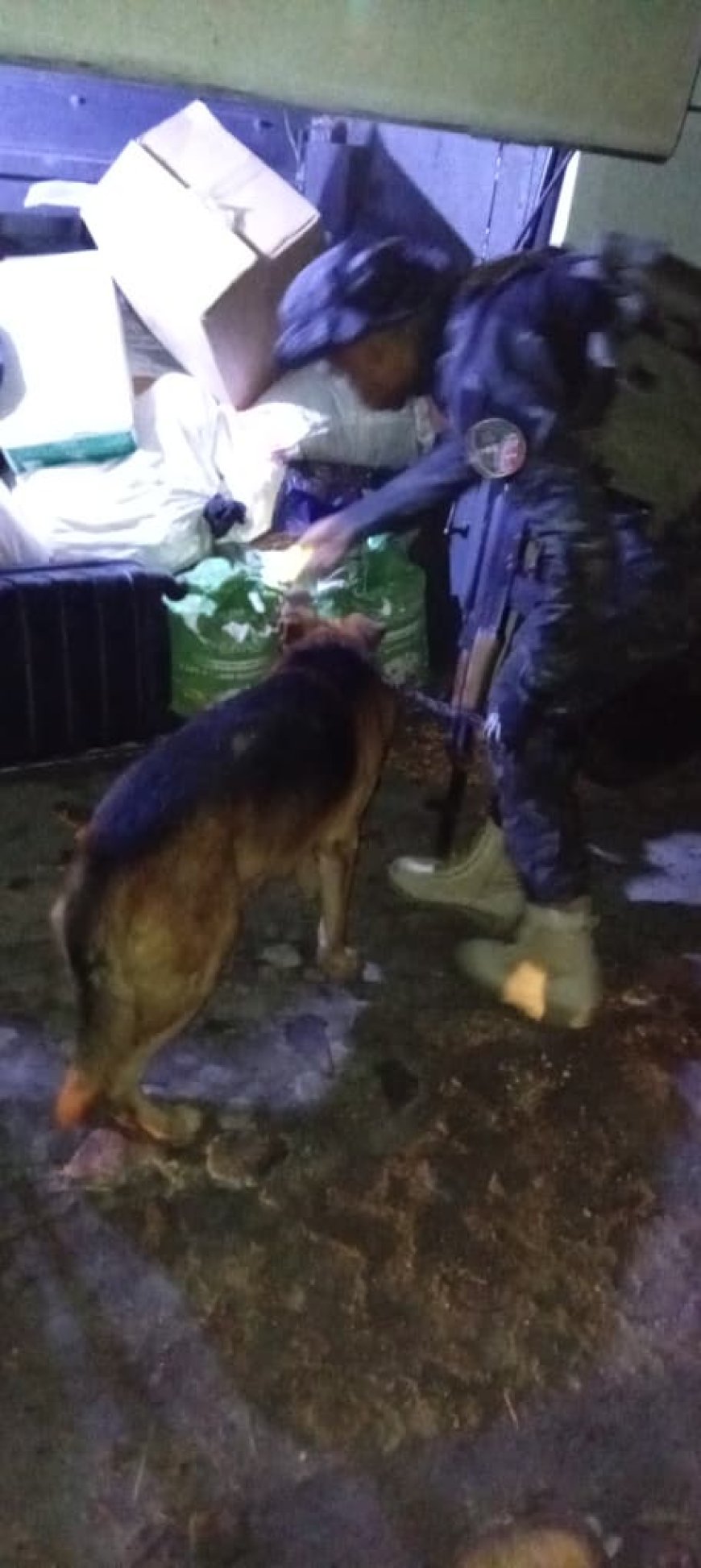 أبين.. إدارة مكافحة المخدرات تنفذ حملة تفتيش ميدانية وتفعّل وحدة الكلاب البوليسية في مداخل المحافظة