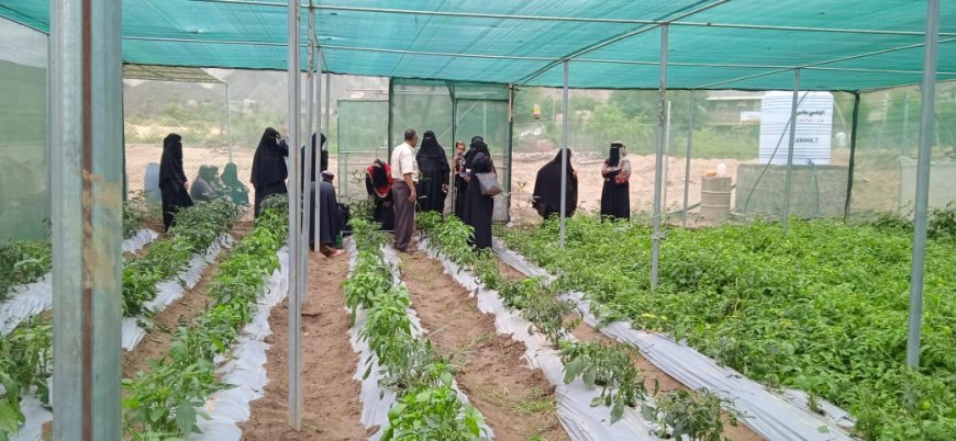 مشروع البيوت الزراعية يمكن 152 أسرة في طور الباحة من إنتاج الخضروات وتحسين سبل العيش