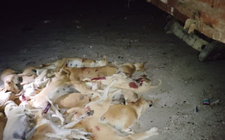 حملة تسميم الكلاب الضالة في بروم ميفع تحقق نجاحا كبيرا في يومها الأول 