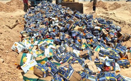 محطة الحجر النباتي بمنفذ شحن في المهرة تتلف 2864 كرتون برتقال متعفن