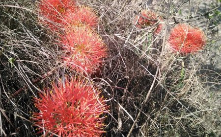 زهرة المية في يافع وبشارتها خير