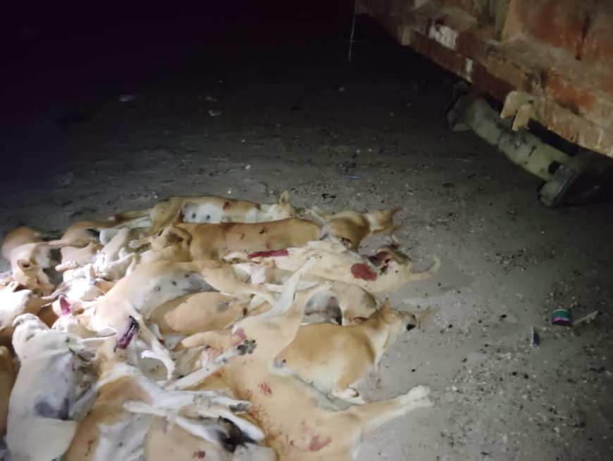 حملة تسميم الكلاب الضالة في بروم ميفع تحقق نجاحا كبيرا في يومها الأول 