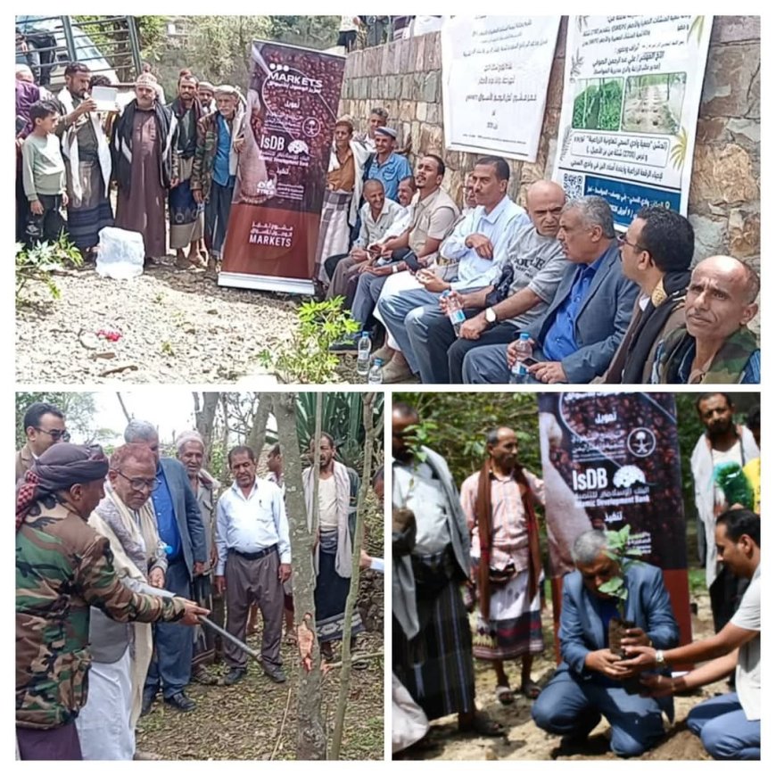تعز.تدشين توزيع شتلات البن واقتلاع شجرة القات في بني يوسف .