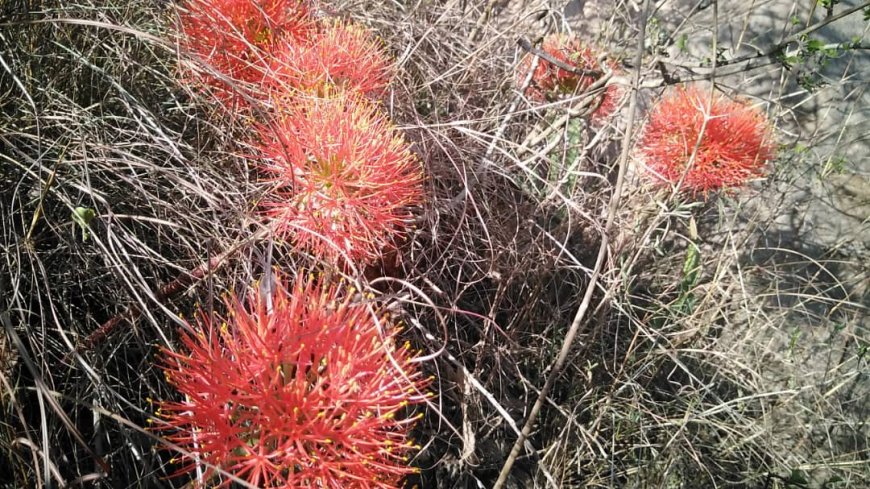 زهرة المية في يافع وبشارتها خير