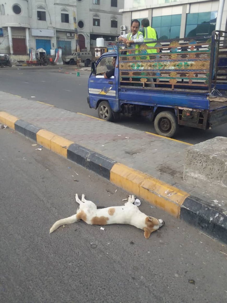 صحة البيئة بصيرة تنفذ حملات لمكافحة الكلاب الضالة والبعوض